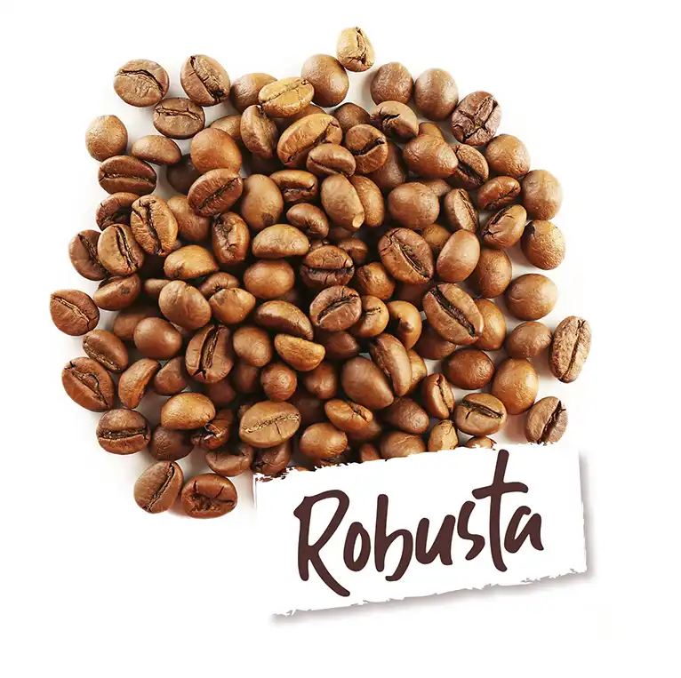 Robusta.webp